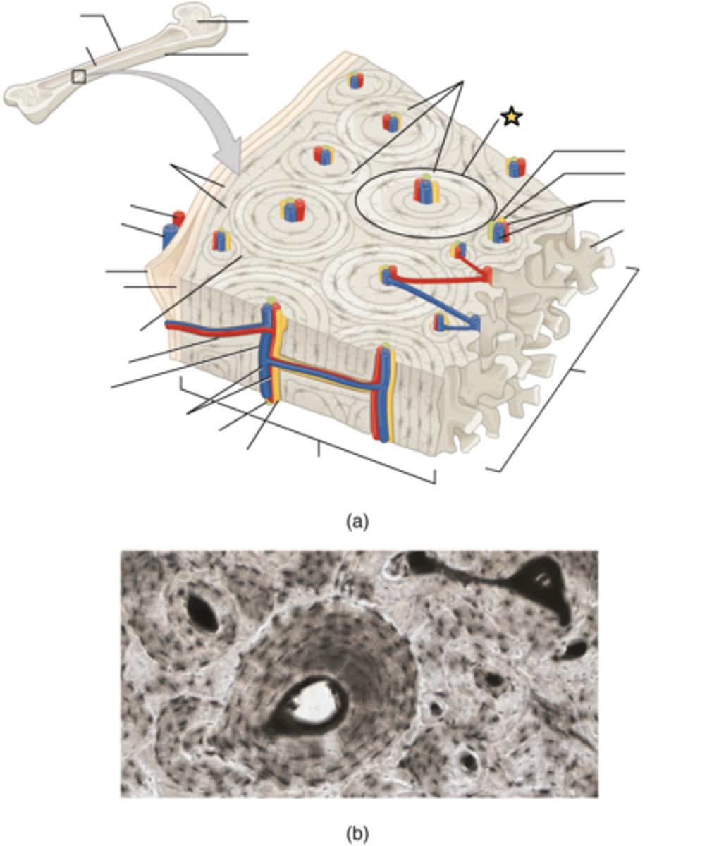<p>Structural unit of compact bone</p>