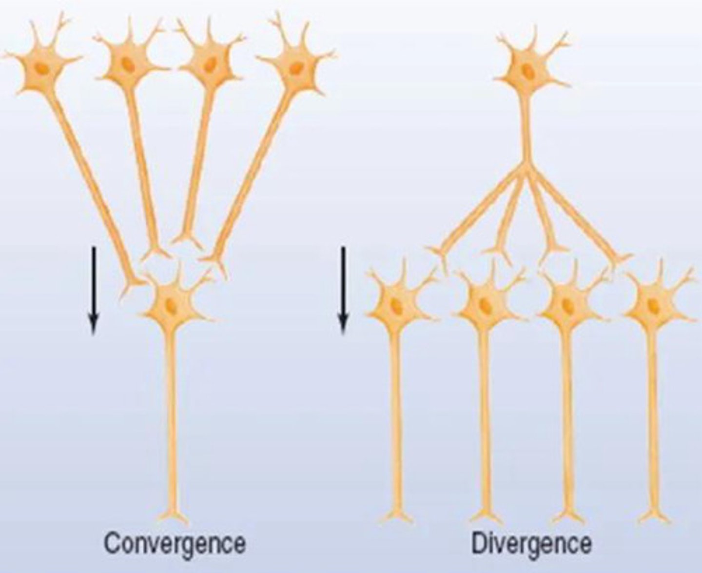<p>one presynaptic neuron signals to multiple post-synaptic neurons</p>