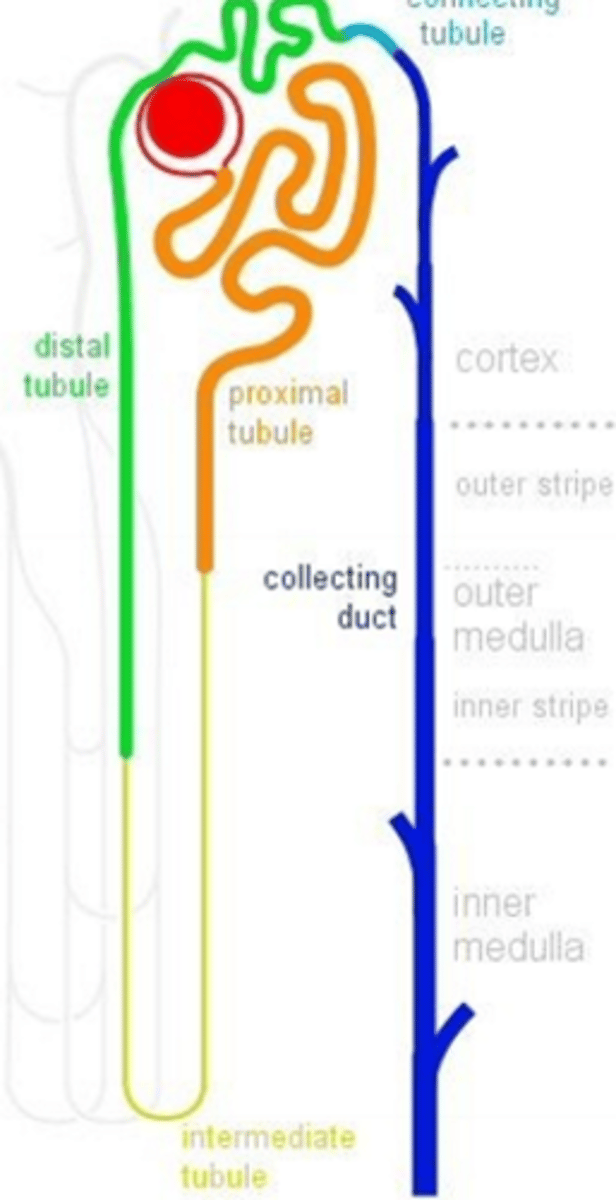 <p>proximal convoluted tubule</p><p>descending thick limb of Henle's loop</p><p>descending thin limb</p><p>thick ascending limb</p><p>distal convoluted tubule</p><p>collecting duct</p>