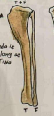<p>has short and prominent tibial crest marked with impression&nbsp;</p>