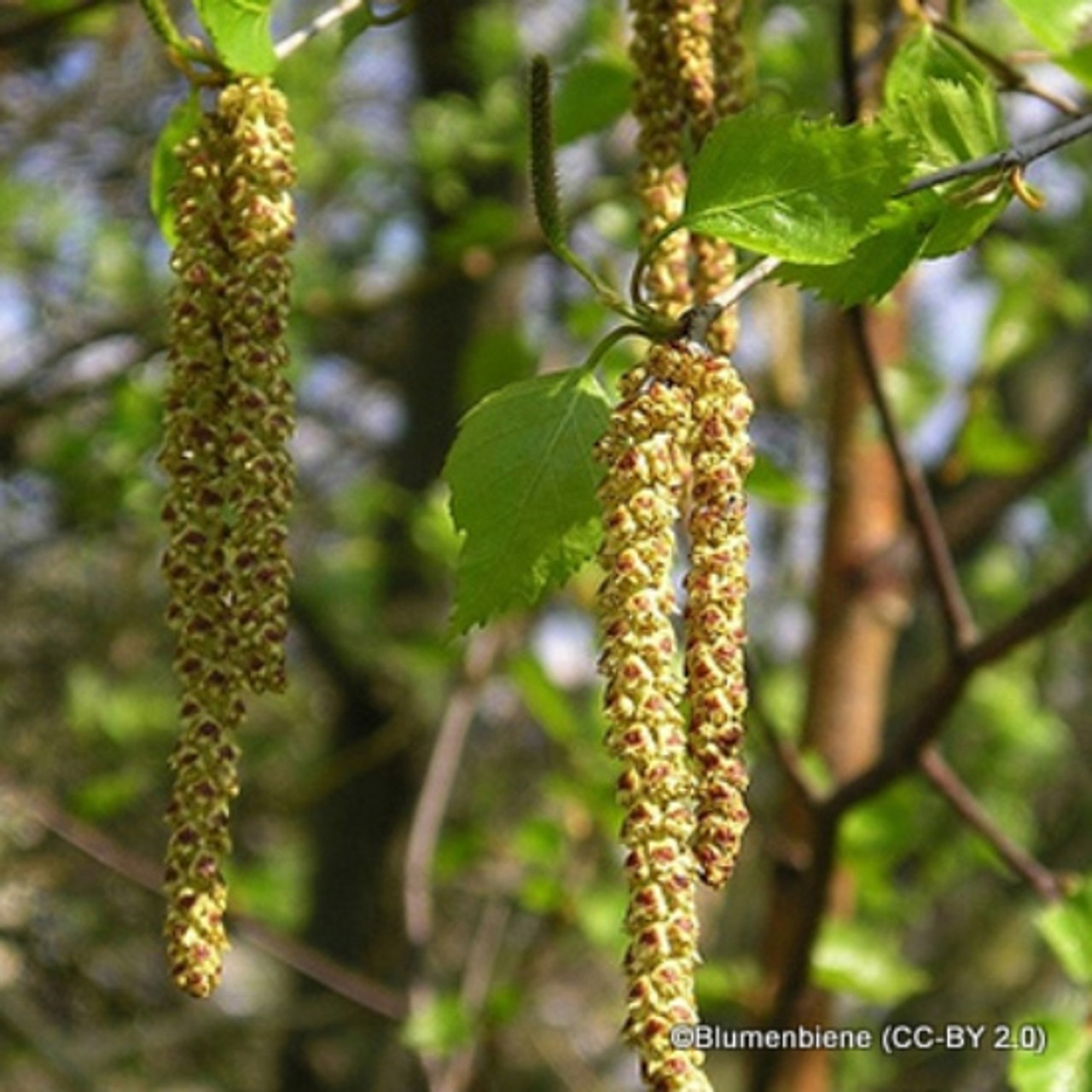 <p>Hazel - <em>Corylus avellana</em></p>