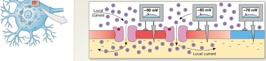 <p>Step ? of graded depolarization Graded potential Spread of sodium ions along inner surface produces a local current that depolarizes adjacent portions of the plasma membrane</p>