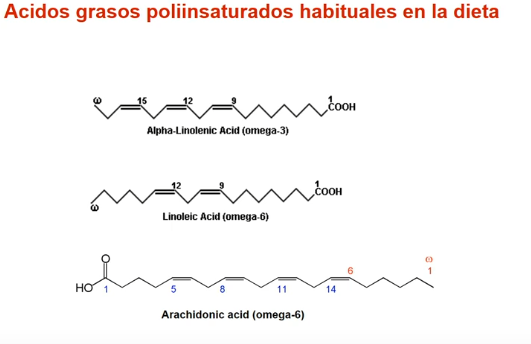 <p>¿Puedo producir ácido linoleico y linolénico?</p>