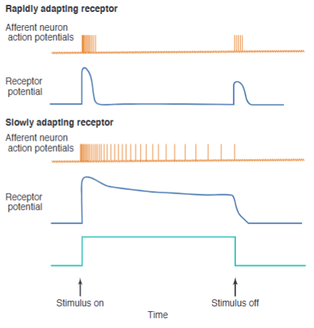 <p><span>Rapidly adapting: Receptors signal changes in stimulus intensity</span><br><span>Slowly adapting: Receptors signal the continued presence of the stimulus</span></p>
