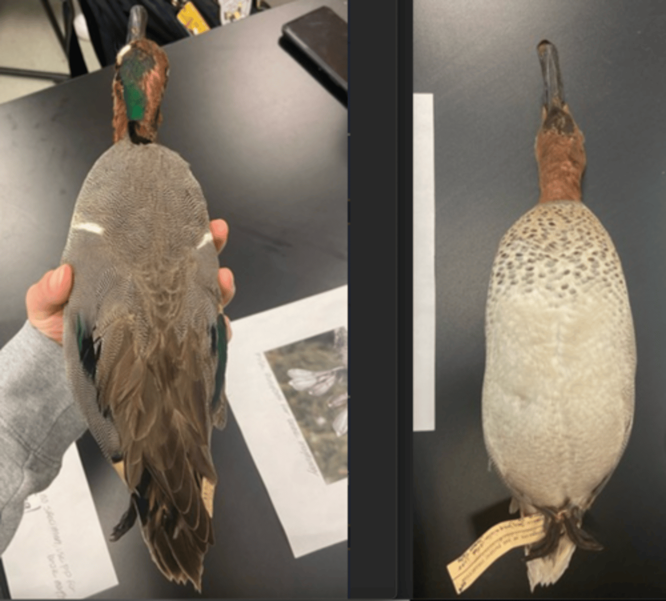 <p>DIET:</p><p>- seeds</p><p>- gasses</p><p>- small invertebrates</p><p>---------------------------</p><p>BEAK</p><p>- small bill compared to other ducts</p><p>---------------------------</p><p>FEET MORPHOLOGY</p><p>- webbed</p>
