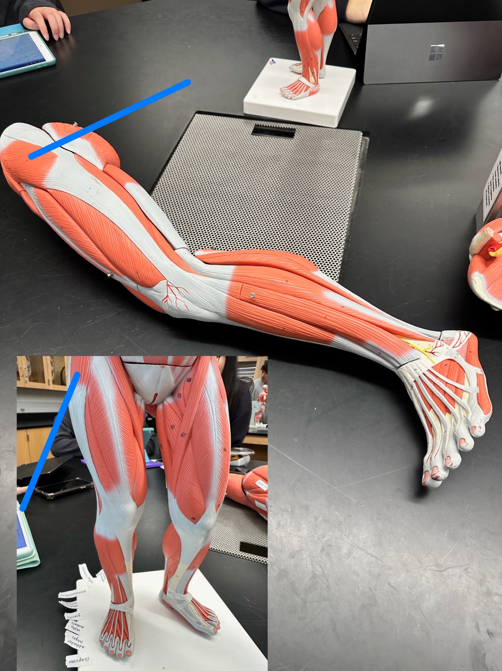 <p>ID muscle</p>