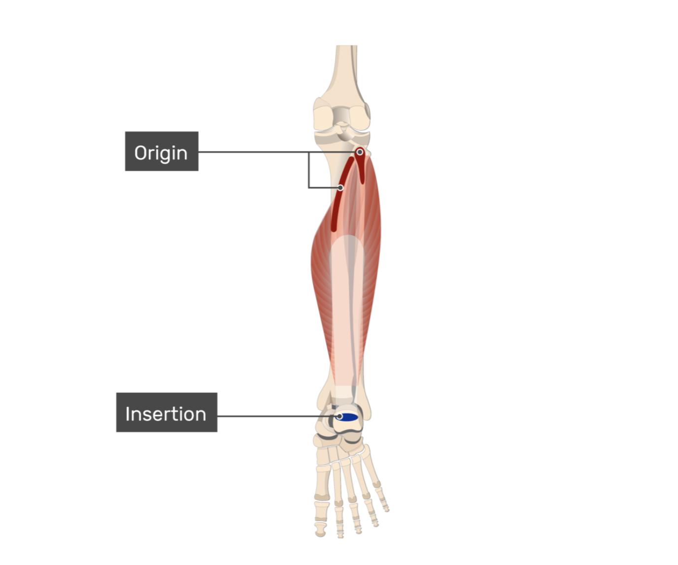 <p>soleus</p>