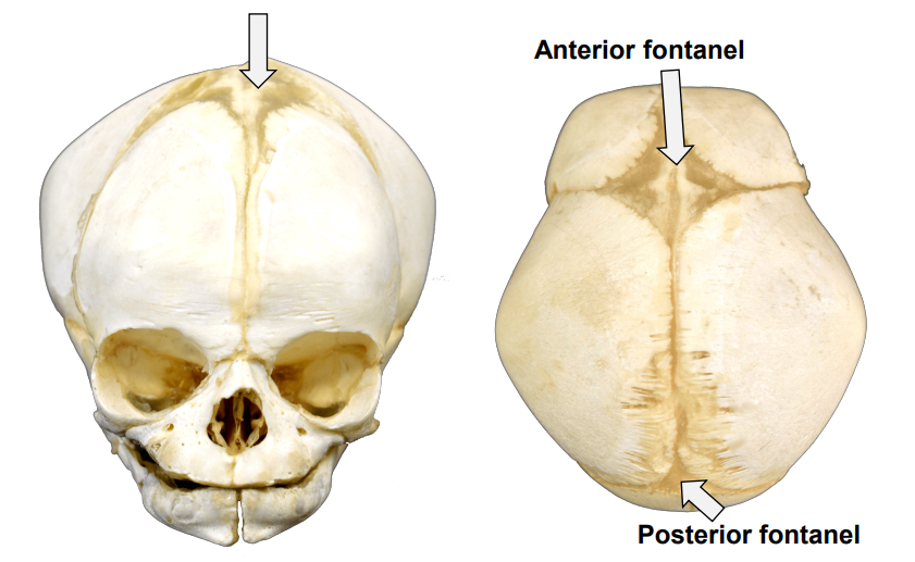 <ul><li><p>anterior fontanel</p></li><li><p>posterior fontanel </p></li></ul>