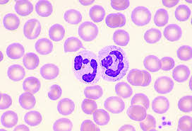 <p>neutrophil</p>
