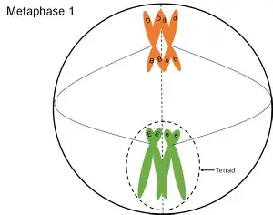 <p>homologous chromosomes line up in 2 rows.&nbsp;Independent assortment occurs. </p>