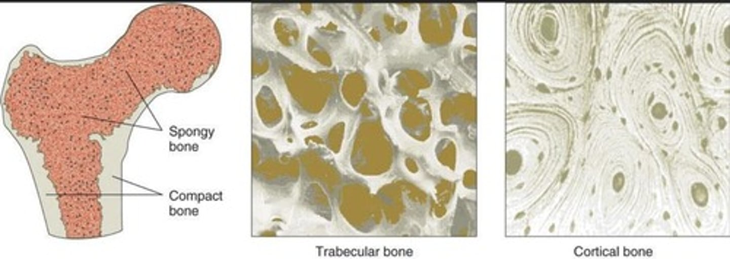 <p>Loose bone tissue, contains red marrow.</p>
