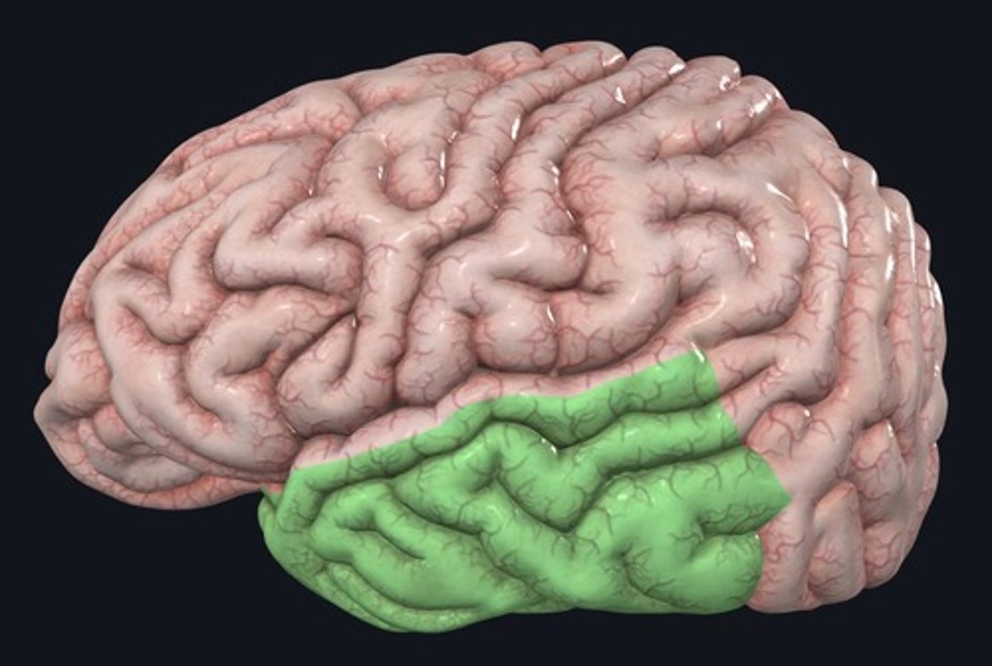 <p>Name the structure highlighted green.</p>