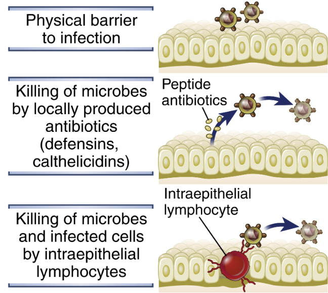 <p>Mekaniskt skydd:</p><ul><li><p><strong>Huden</strong>: Tight junctions och keratinocyter som dör utgör det första skyddet. </p></li><li><p><strong>Epitel</strong>: Slemhinnor i GI-kanal, bindhinnan, andningsvägar och urogenitalt. Här finns intraepiteliala lymfocyter. </p></li><li><p><strong>Mucus</strong>: glykoproteiner som produceras av epitelceller. </p></li></ul>