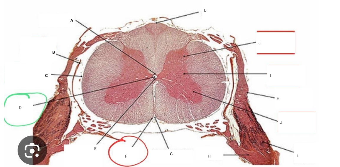 <p>G</p>