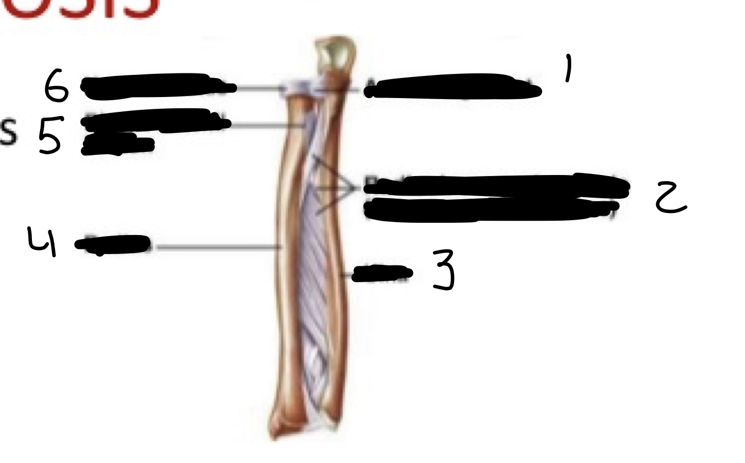 <ol><li><p>annular ligament</p></li><li><p>radioulnar syndesmosis</p></li><li><p>ulnar</p></li><li><p>radius</p></li><li><p>biceps brachii tendon</p></li><li><p>head of radius</p></li></ol>