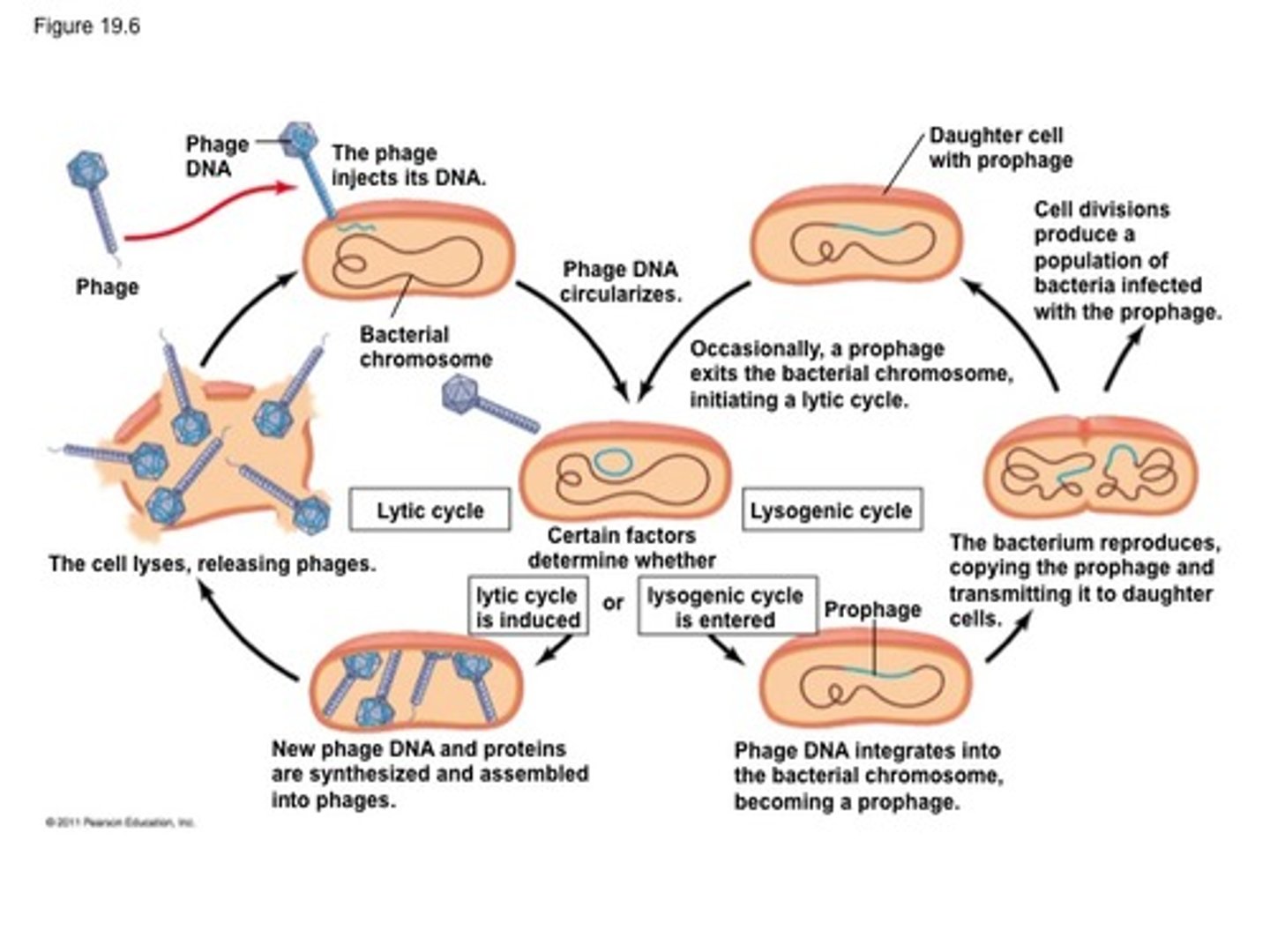 <p>viruses that infect bacteria. These viruses insert their genome into the host chromosome as a prophage.</p>