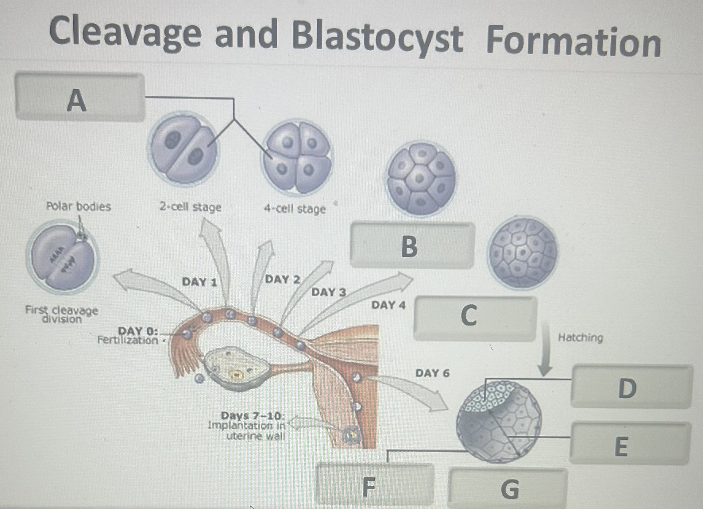Identify the cleavage/blastocyte structure labeled C