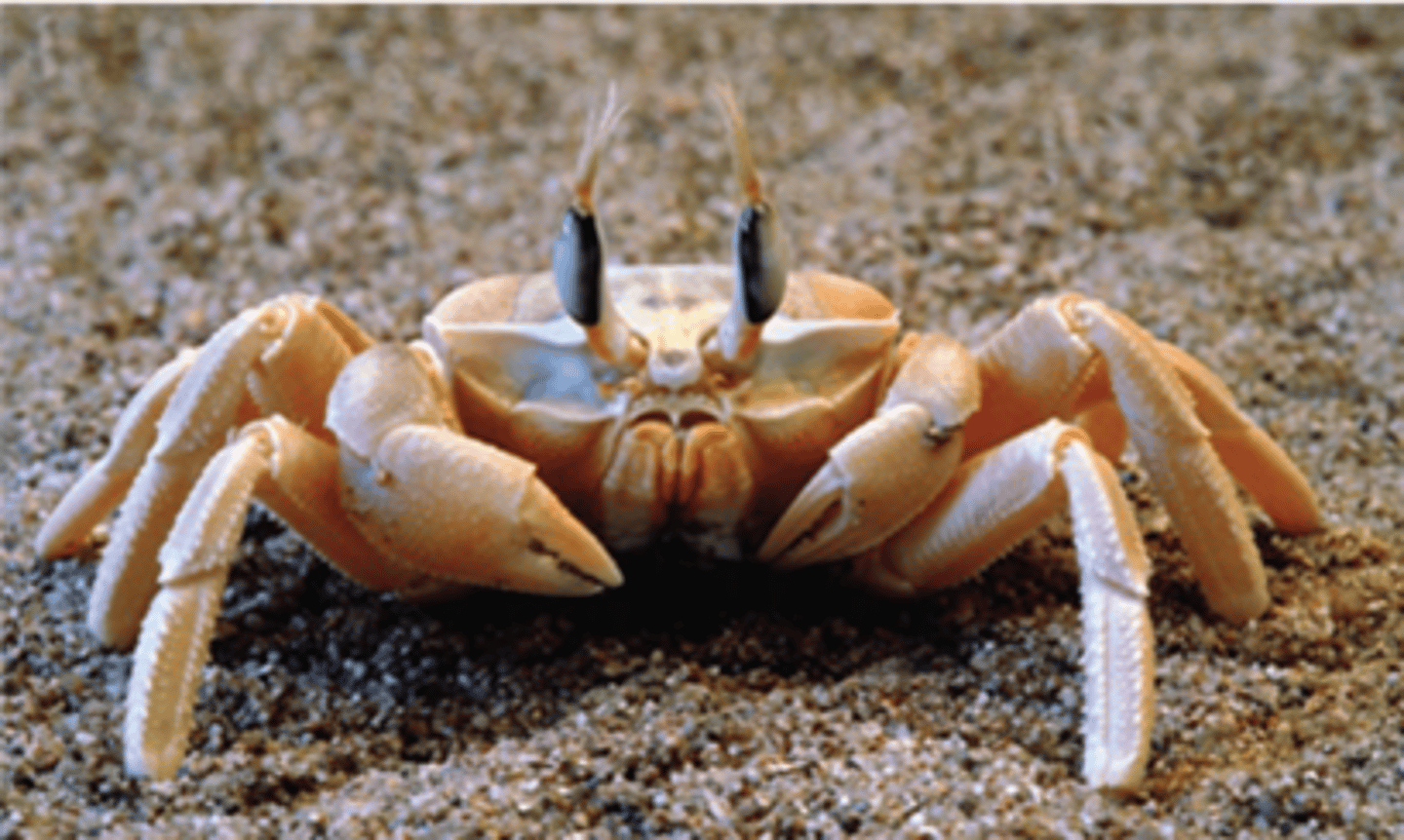 <p>A chewing mouth part found in insects and some other arthropods for crushing food.</p>