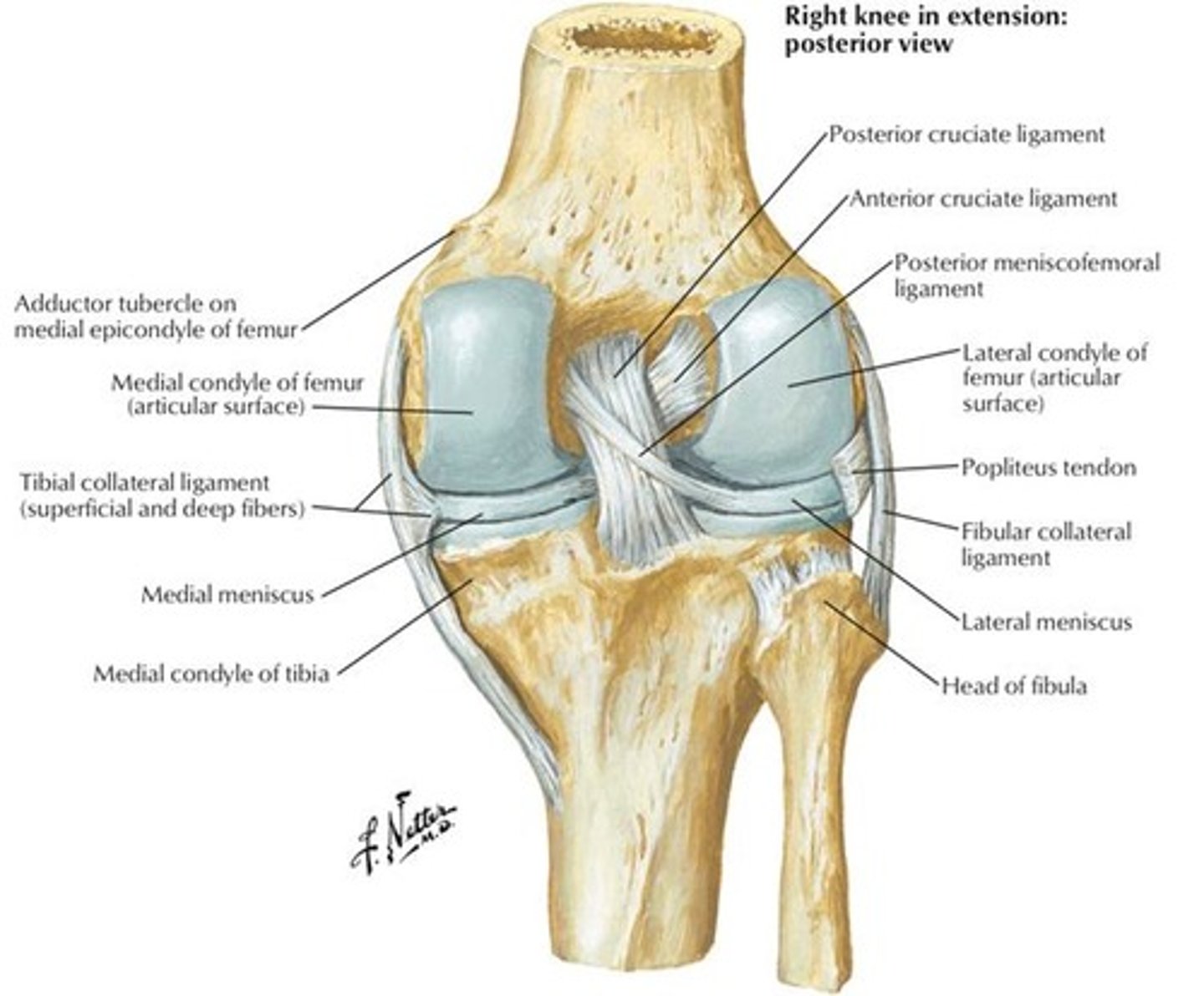 <p>Anterior cruciate ligament and Posterior cruciate ligament.</p>