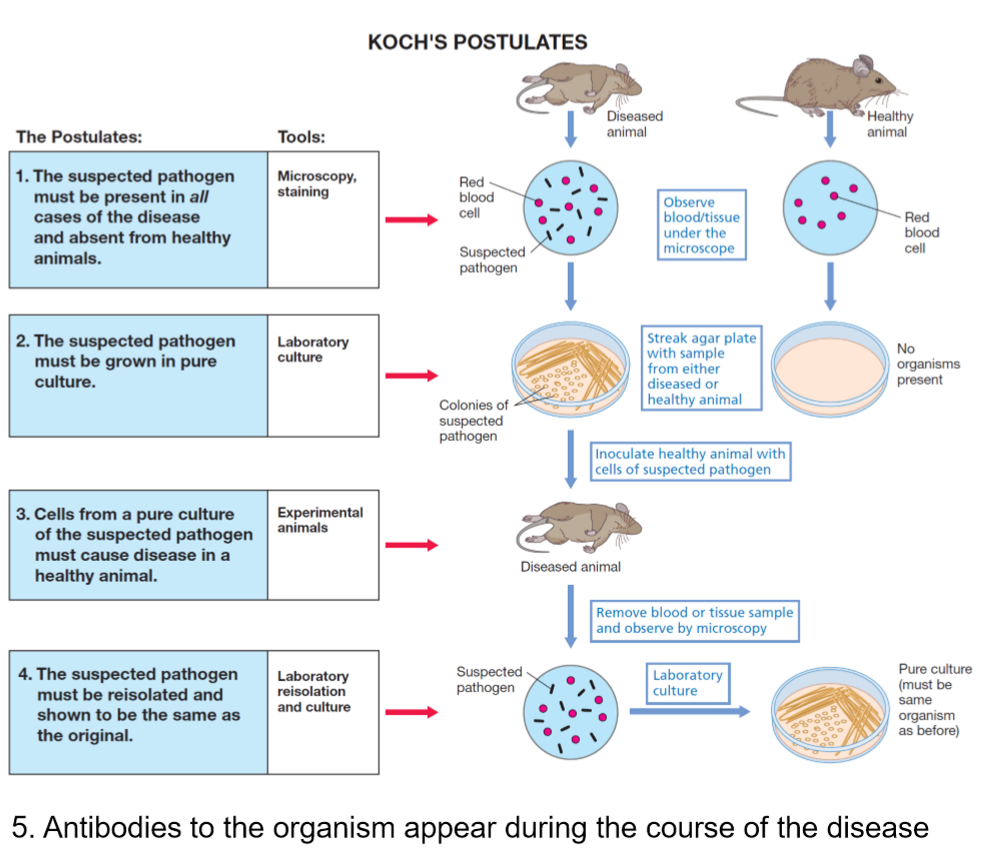 <ul><li><p>Koch’s Postulates</p></li><li><p>the suspected pathogen must be present in all cases of the disease and absent from healthy animals - how? - by using microscope</p></li><li><p>the suspected pathogen must be grown in pure culture -  how? agar plate</p></li><li><p>cells from a pure culture of the suspected pathogen must cause disease in a healthy animal - how? inoculate healthy animal</p></li><li><p>the suspected pathogen must be re-isolated and shown to be the same as the original - how? - remove it from animal and observe under microscope</p></li><li><p>antibodies to the organism appear during course of the disease</p></li></ul><p></p>
