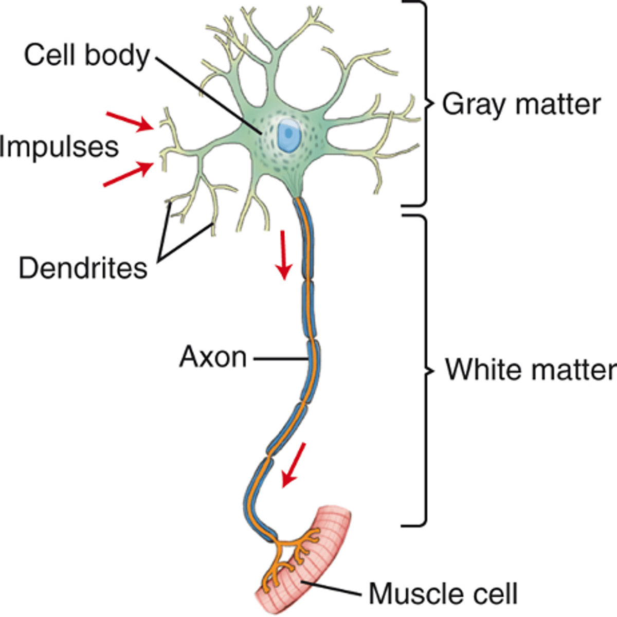 <p>- dendrites</p><p>- cell body or soma</p><p>- axon</p><p>- presynaptic terminal</p>