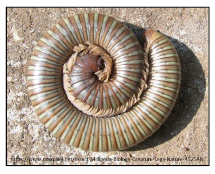 <p>How do millipedes protect themselves?</p>