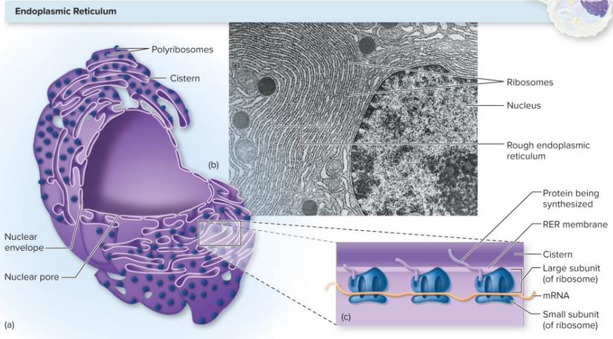 <ul><li><p>Allows transport materials from the nucleus to the cytoplasm and<strong> to the cell’s exterior</strong></p></li><li><p>Ribosomes attached to its membrane surface</p></li></ul>