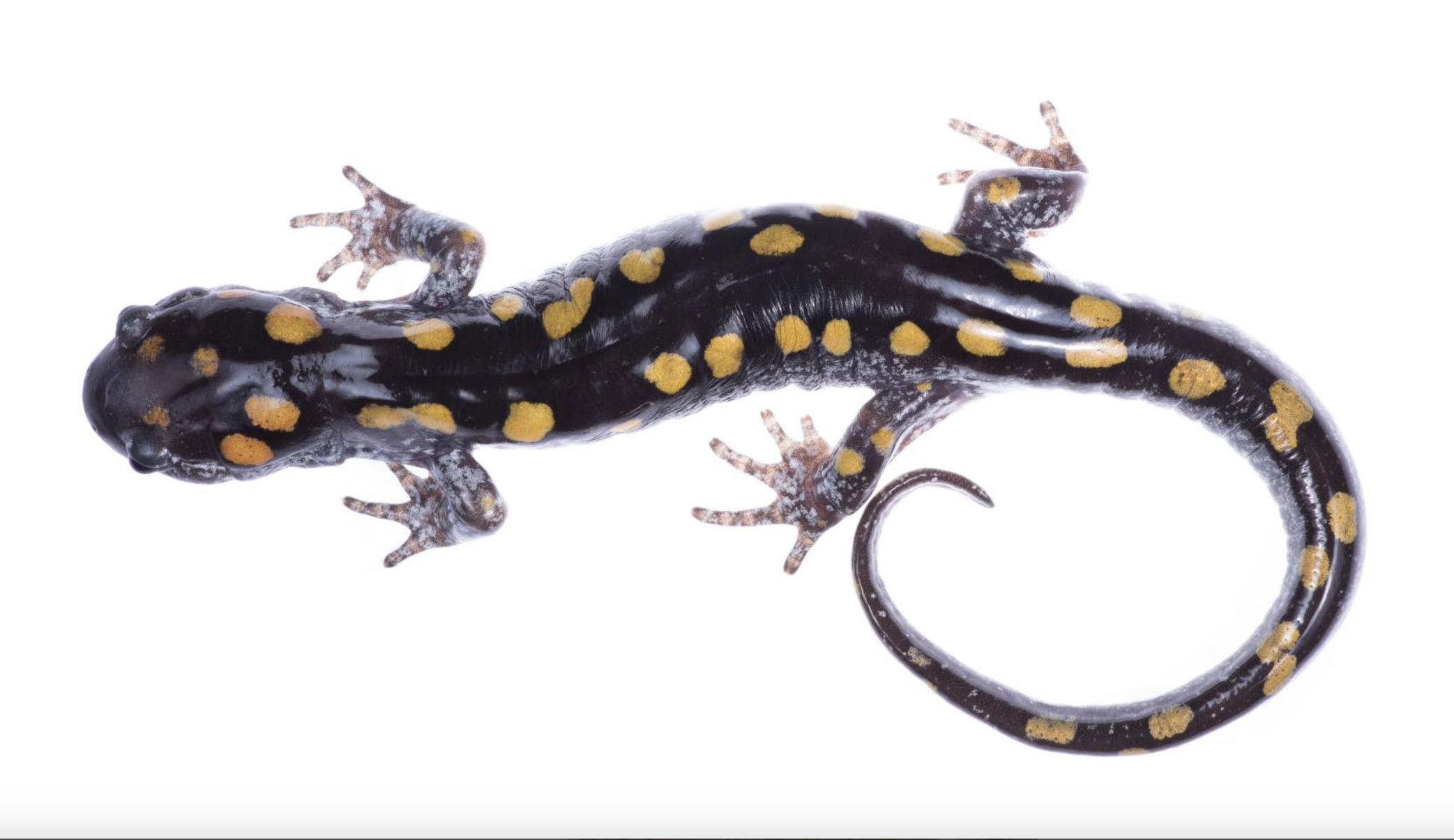 <p>Ambystoma maculatum </p>
