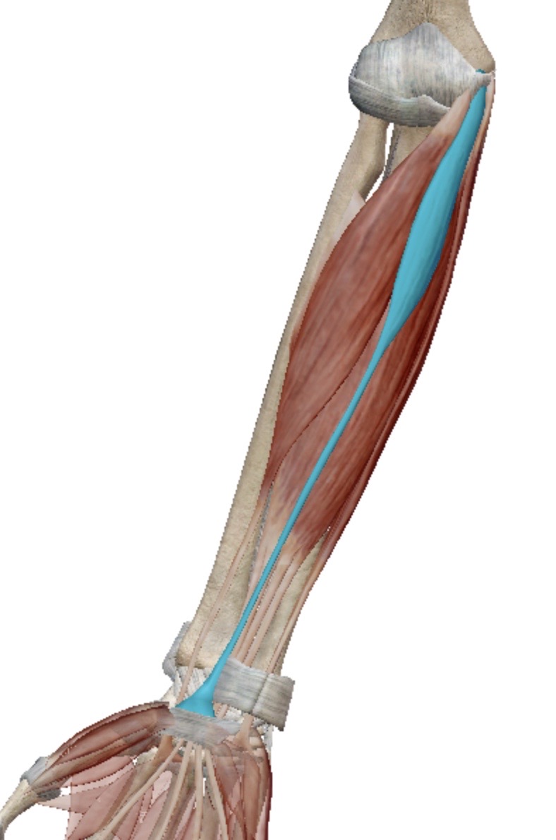 <p>Identify this muscle</p>