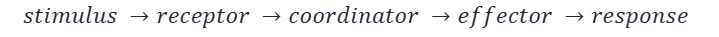 <p><span>response of effectors which may be muscles contracting or glands secreting hormones.</span></p>