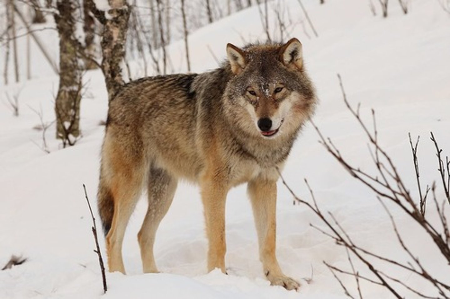 <p>Grey or Timber Wolves</p>