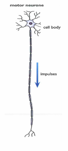 <ul><li><p>Carries electrical signal from the C.N.S to the effector organ showing response</p></li><li><p>Myelin sheath</p></li><li><p>Cell body present at one end of the cell</p></li></ul><p></p>