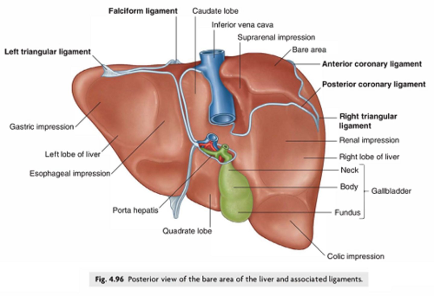 <p>Region</p><p>- Bottom and backside of liver</p>