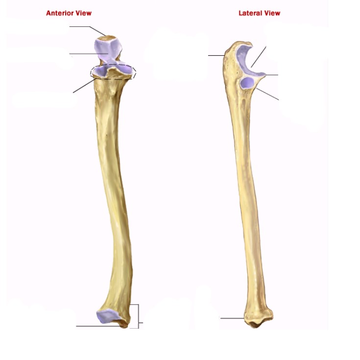 <ul><li><p>Left side: Olecranon process, trochlear notch, coronoid process, styloid process</p></li><li><p>Right side: Trochlear notch, coronoid process, radial notch</p></li><li><p>Middle: dont worry about it but its supposedly the head ?</p></li></ul>