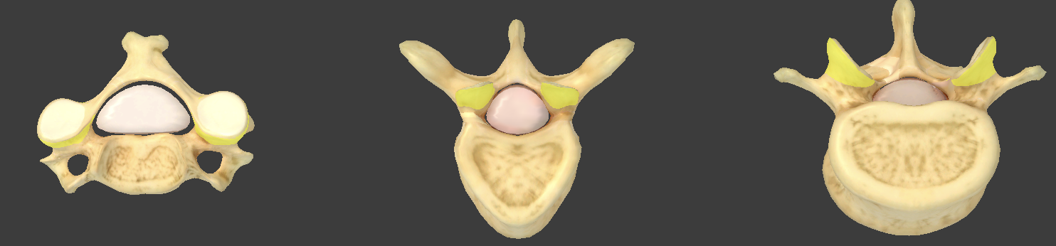 <p>project upward from one vertebra</p>