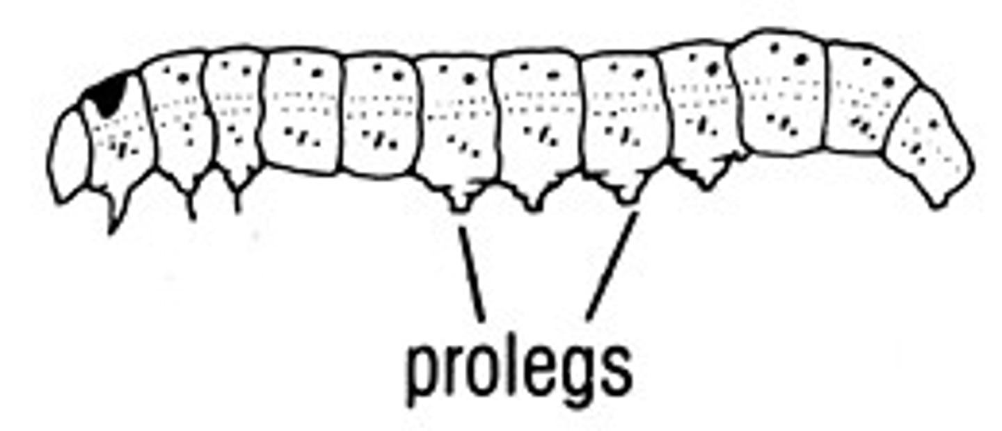 <p>abdominal legs found in caterpillars</p>