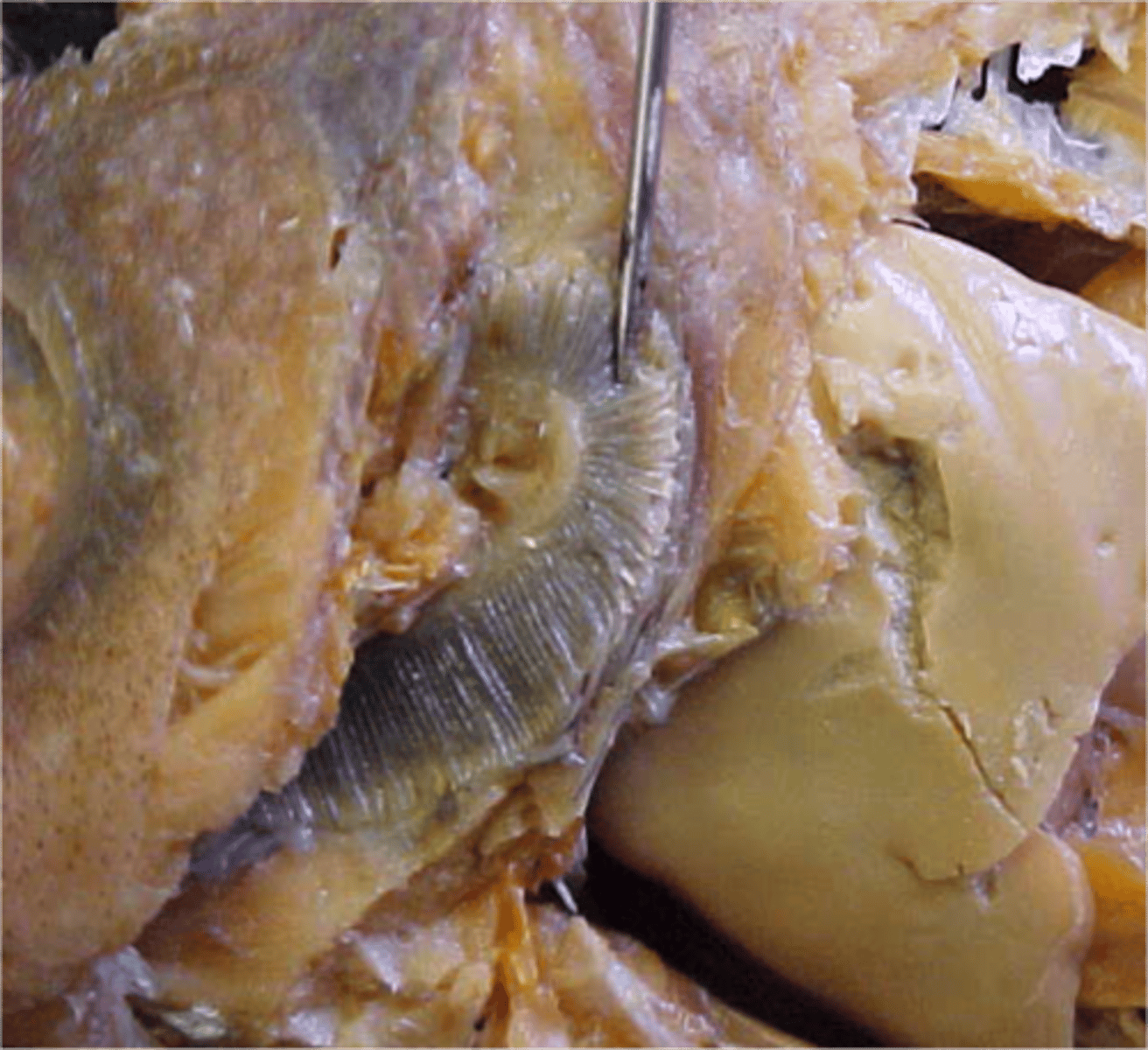 <p>"Feathery" structures where gas exchange occurs; very red in appearance because of blood vessels; blood flow opposite water flow (countercurrent)</p>