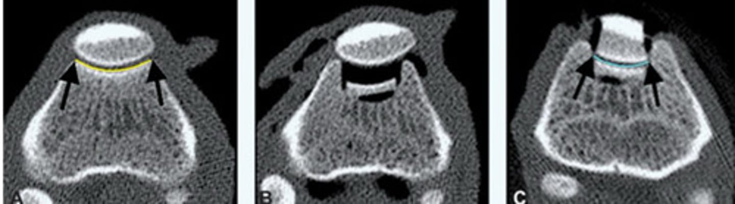 <p>We can do just a bloc recession by itself in dogs, why can't we in cats? What else do we need to do?</p>