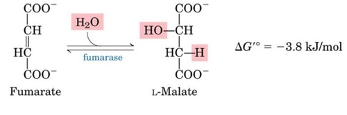 <p>Hydration</p><p>Fumarate to Malate</p><p>Fumarase is highly stereospecific</p><p>OH- adds to fumarate, then H+ is added to the carbanion</p><p>Net effect: trans addition of water</p><p>This reaction is reversible!</p>