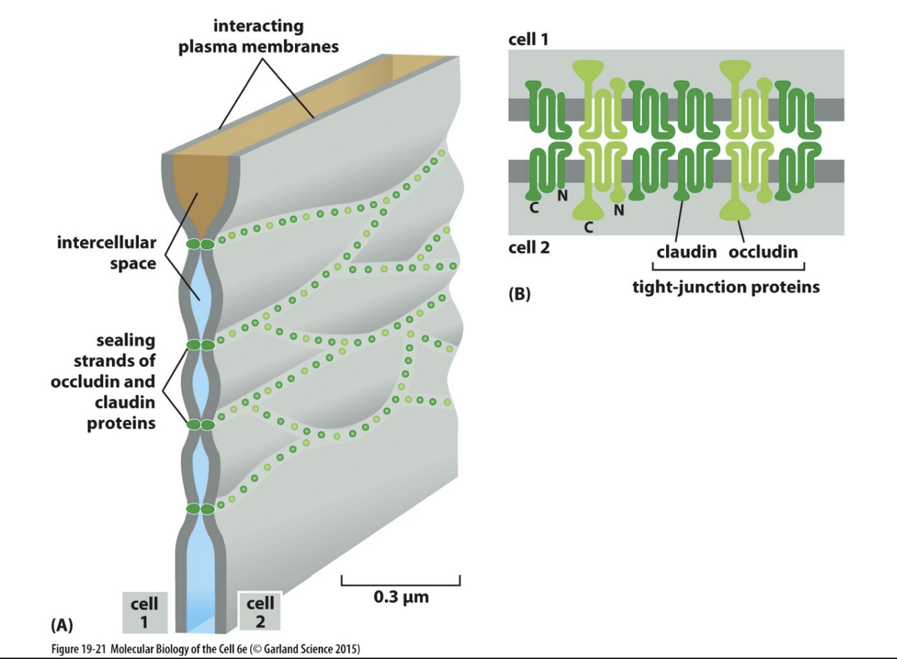 <p>seals gap between epithelial cells - prevent uncontrolled molecule movement</p><ul><li><p>contain strands of transmembrane adhesion proteins</p></li></ul><p>Proteins:</p><ul><li><p>Claudin and Occludin</p></li></ul><p>Mice with no claudin-1 gene</p><ul><li><p>fail to make tight junctions = lose water rapidly</p></li></ul><p></p>