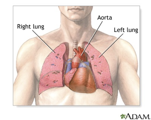 <p>The heart is located in the chest cavity</p><p>Slightly behind and to left of sternum</p><p>Rib cage protects it</p><p></p>