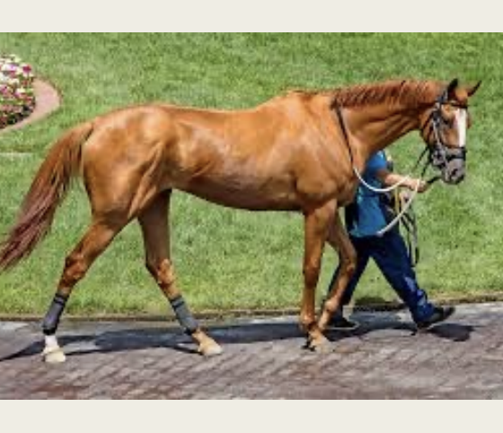 <p>Thoroughbred</p>