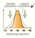 <p>no extreme variations and narrow width of distribution in the centre</p>