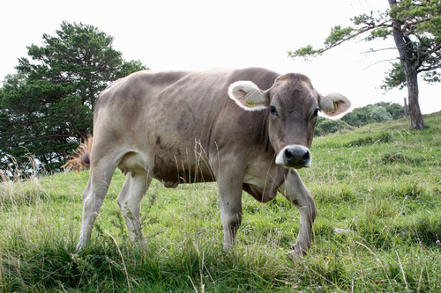 <p>oldest, high protein : fat ratio, cheese</p>