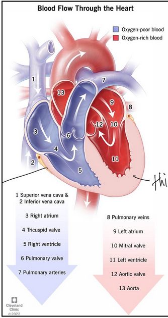<ul><li><p><span style="background-color: transparent;"><span>Deoxygenated blood returns from body via superior and inferior vena cavae </span></span></p></li><li><p><span style="background-color: transparent;"><span>Enters the right atrium</span></span></p></li><li><p><span style="background-color: transparent;"><span>The right atrium contracts and pushes blood through tricuspid valve</span></span></p></li><li><p><span style="background-color: transparent;"><span>Enters the right ventricle</span></span></p></li><li><p><span style="background-color: transparent;"><span>The right ventricle contracts pushes blood through pulmonary valve into lungs</span></span></p></li><li><p><span style="background-color: transparent;"><span>In lungs blood picks up O</span><sub><span>2</span></sub><span> and releases CO</span><sub><span>2</span></sub></span></p></li><li><p><span style="background-color: transparent;"><span>O</span><sub><span>2</span></sub><span> rich blood returns through pulmonary veins </span></span></p></li><li><p><span style="background-color: transparent;"><span>Enters the left atrium</span></span></p></li><li><p><span style="background-color: transparent;"><span>The left atrium contracts and pushes blood through mitral valve</span></span></p></li><li><p><span style="background-color: transparent;"><span>Enters the left ventricle</span></span></p></li><li><p><span style="background-color: transparent;"><span>The left ventricle contracts pushes blood through aortic valve </span></span></p></li><li><p><span style="background-color: transparent;"><span>Enters the aorta and can go back to the body </span></span></p></li></ul><p></p>