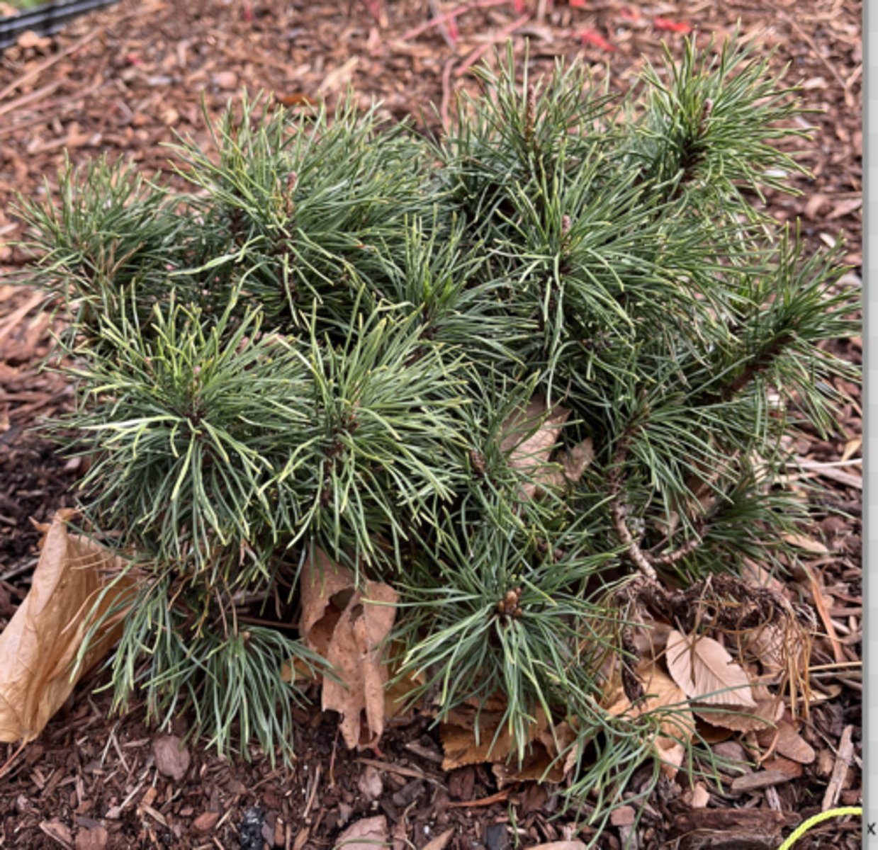 <p>long needles of 2, pest prone, can get big, common</p>