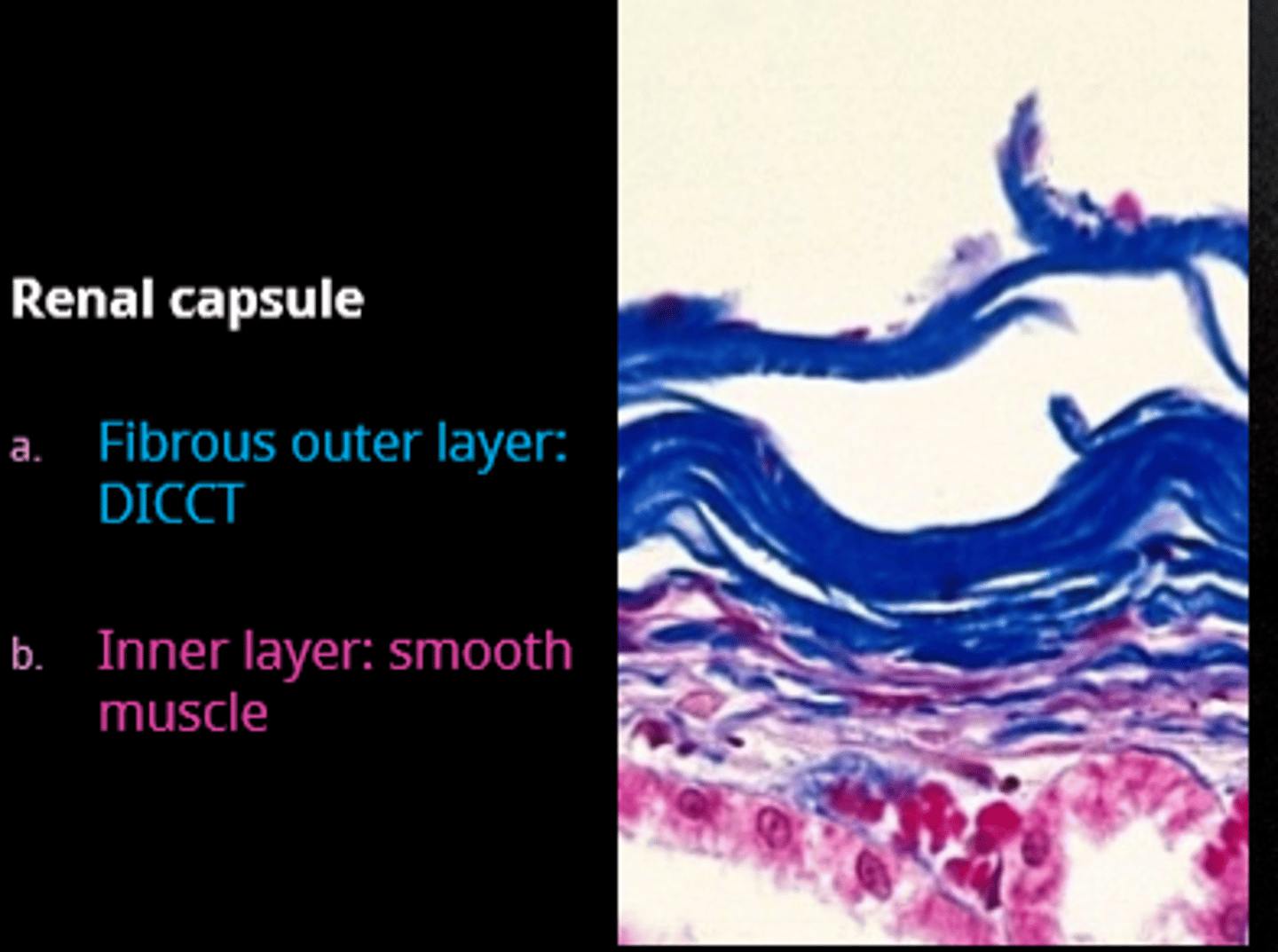 <p>smooth muscle</p>
