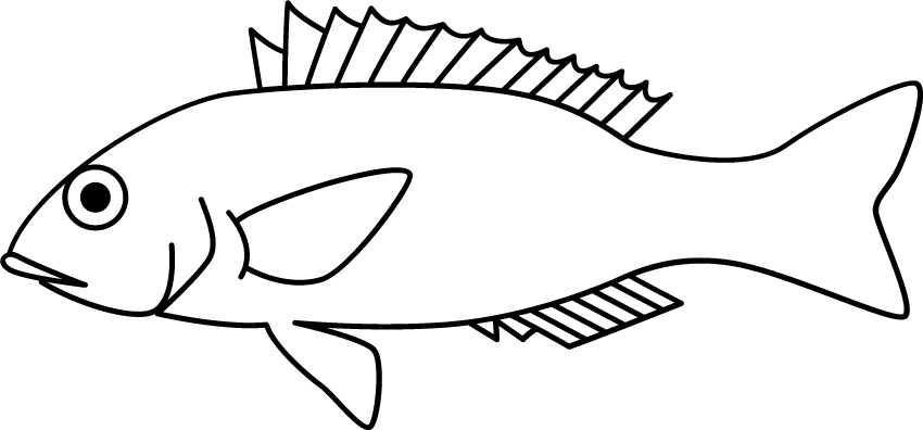 <p>Small mouth<br>Body markings<br>Size: 20 cm</p>