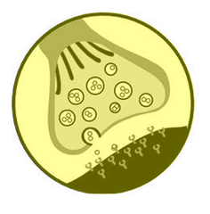 <p>the junction between the axon tip of the sending neuron and he dendrite or cell body of the receiving neuron</p>