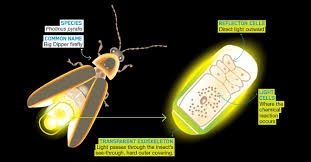 <p><span>&nbsp;A light-producing structure in the abdomen, used for mating communication.</span></p><ul><li><p><span>Luminescent organ on abdomen</span></p></li><li><p><span>Involves specialized cells, photocytes [responsible for producing light]</span></p></li><li><p><span>Luciferin, luciferase, energy, oxygen</span></p></li><li><p><span>Highly efficient [no heat created, energy goes into light production]</span></p></li><li><p><span>Lights used to attract mates [adults]</span></p></li></ul><p></p>